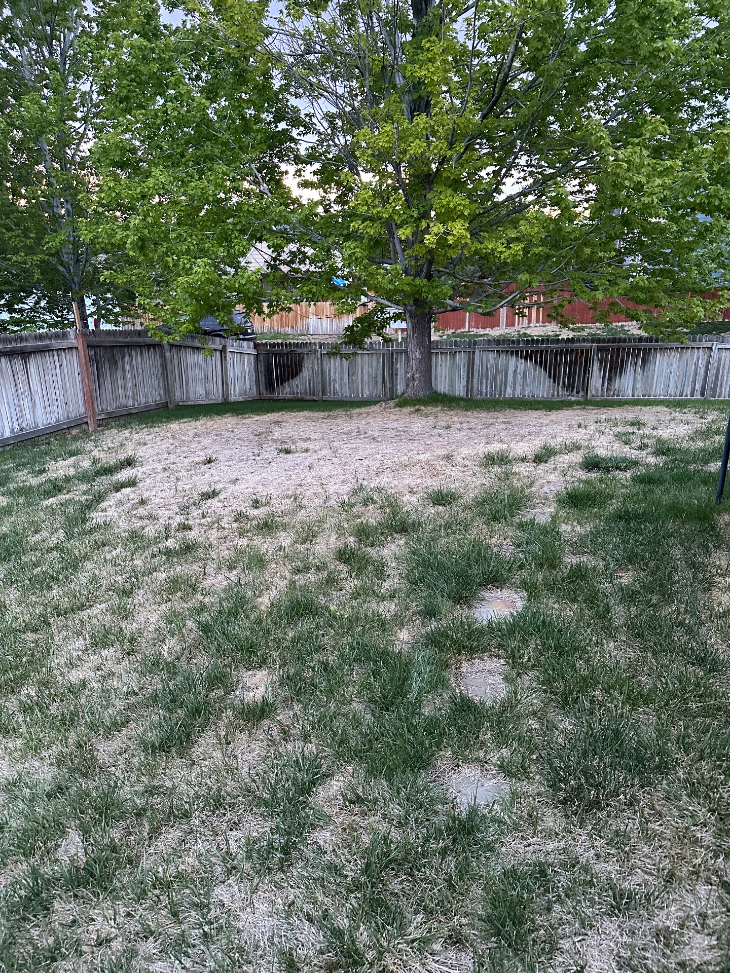 Reader-submitted lawn photo — Unknown lawn issue