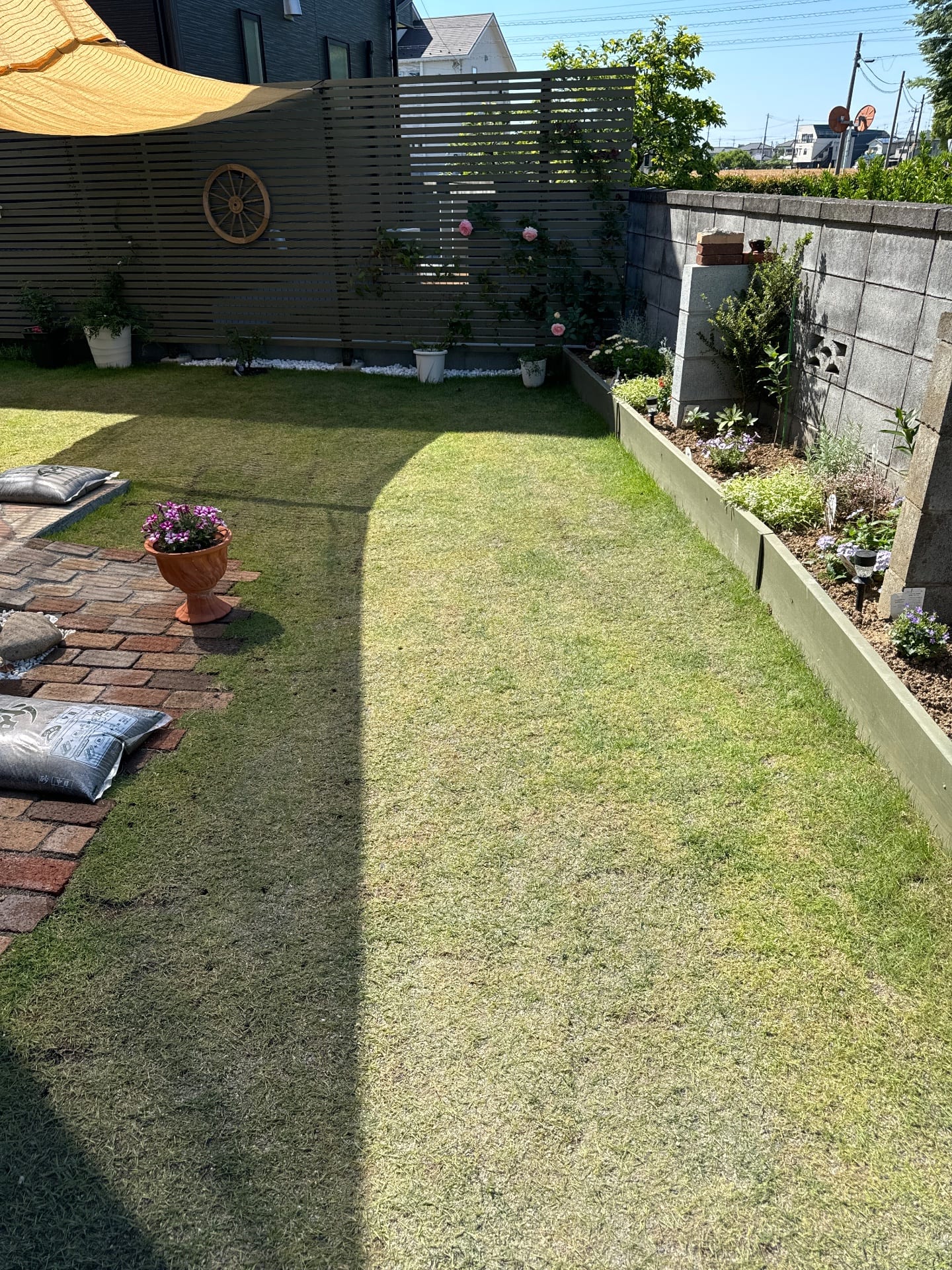 Reader-submitted lawn photo — Unknown lawn issue