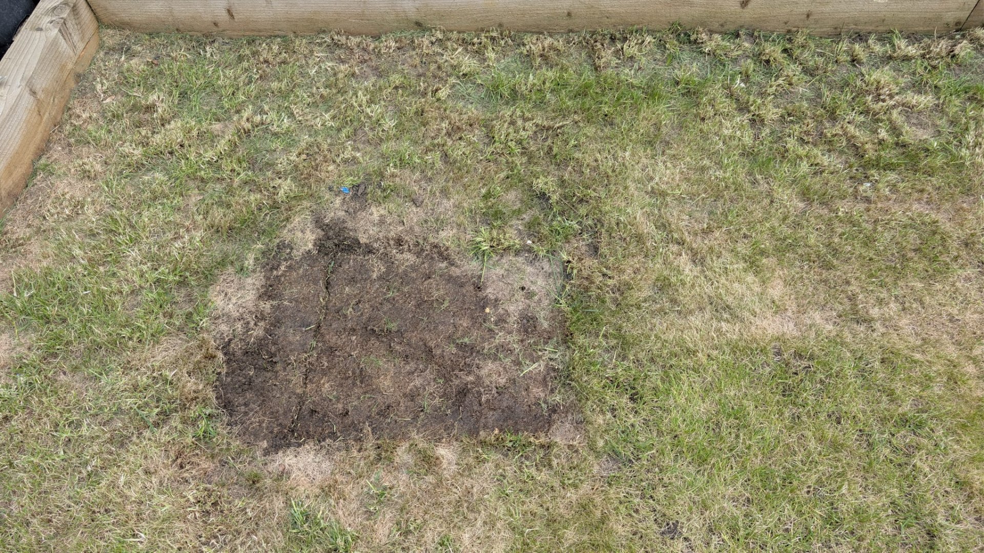 Reader-submitted lawn photo — Unknown lawn issue